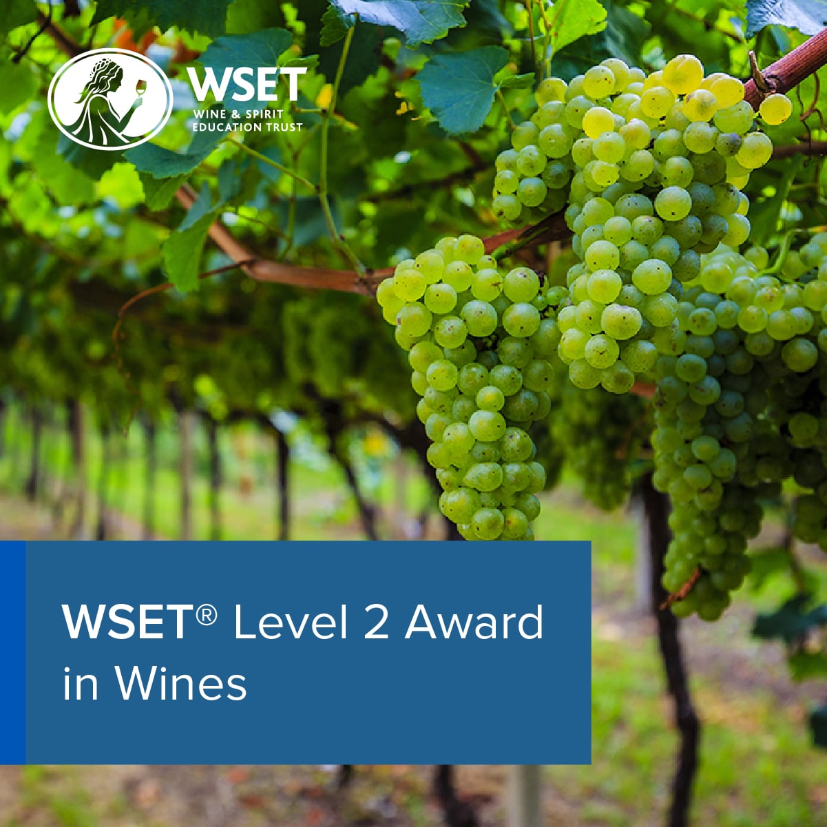 EN_Wines, Level 2 Award (1200x1200) (1)-min